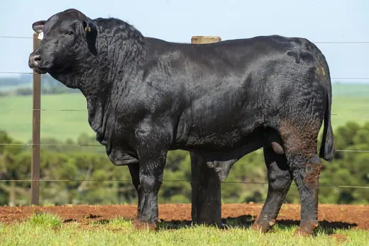 Touro Brangus BR7285 FIV, Guapiara