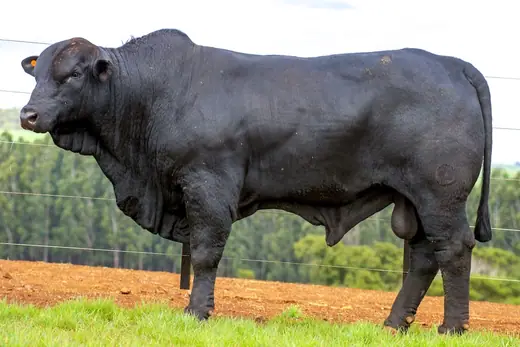 Touro Brangus BR7302, Guapiara