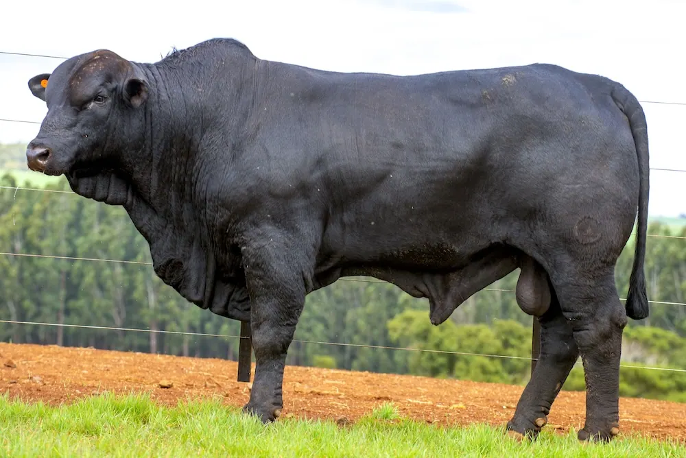 Touro Brangus BR7302, lote 21 do 4º Leilão Genética Guapiara Touros
