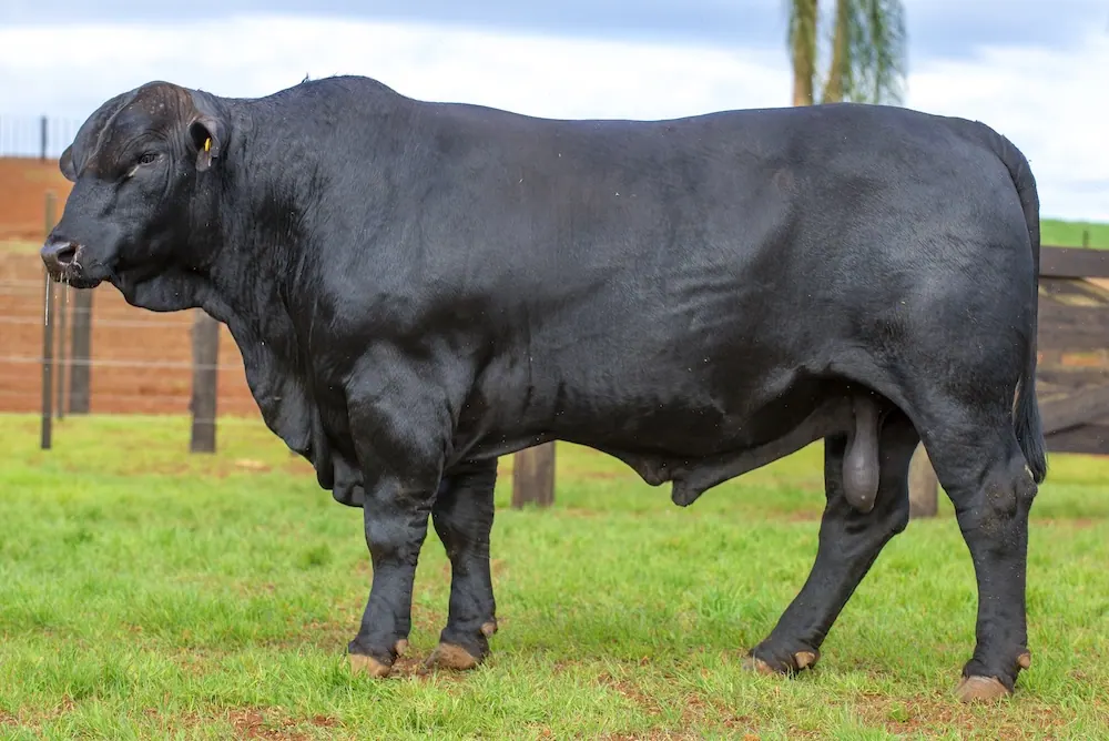 Touro Brangus BR7305 FIV, lote 22 do 4º Leilão Genética Guapiara Touros