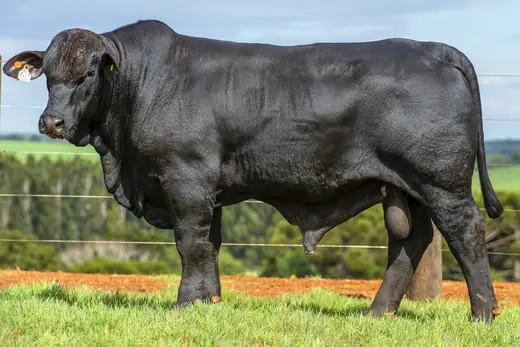 Touro Brangus BR7312 FIV, Guapiara