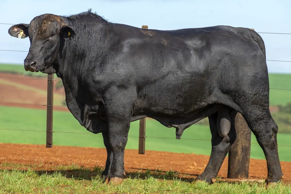 Touro Brangus BR7313 FIV, lote 24 do 4º Leilão Genética Guapiara Touros