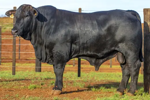 Touro Brangus BR7314, Guapiara