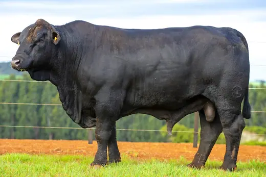 Touro Brangus BR7319, Guapiara