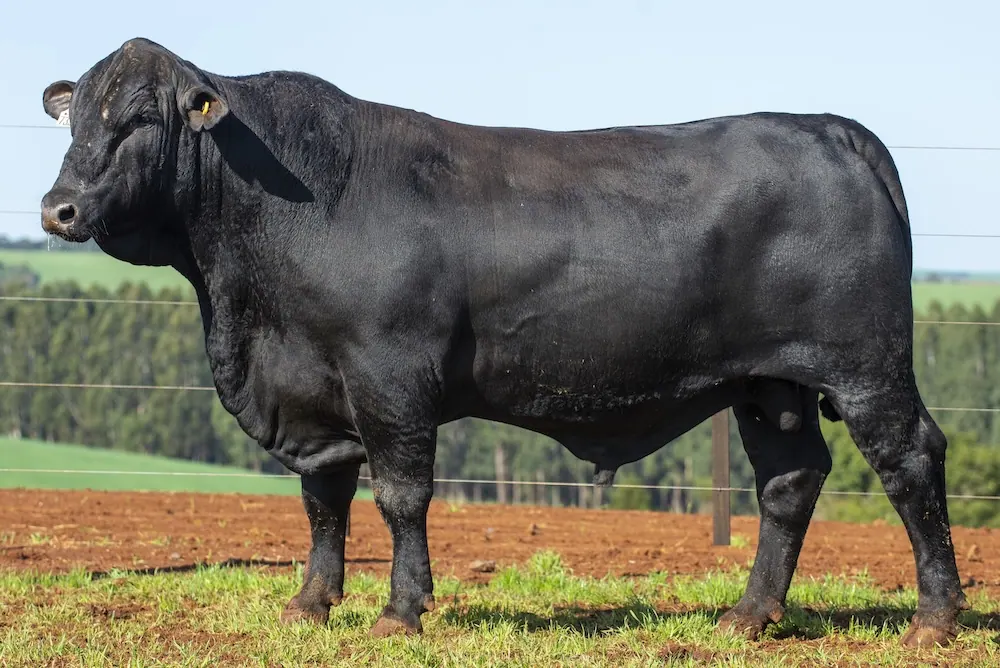 Touro Brangus BR7330 FIV, lote 27 do 4º Leilão Genética Guapiara Touros