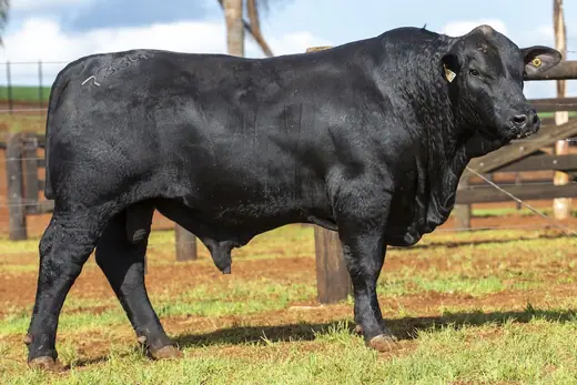 Touro Brangus BR7334, Guapiara