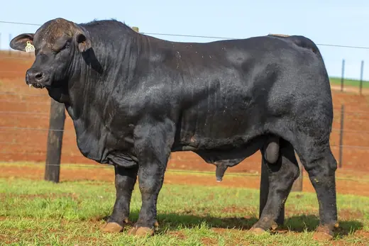 Touro Brangus BR7335 FIV, Guapiara