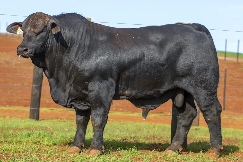 Touro Brangus BR7335 FIV, lote 29 do 4º Leilão Genética Guapiara Touros