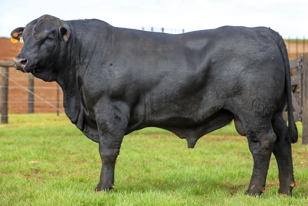 Touro Brangus BR7336, lote 30 do 4º Leilão Genética Guapiara Touros