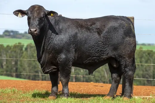 Touro Brangus BR7358, Guapiara