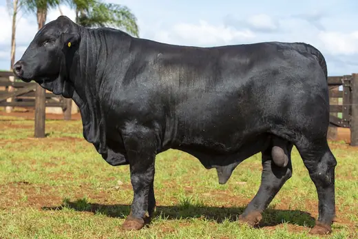 Touro Brangus BR7364, Guapiara