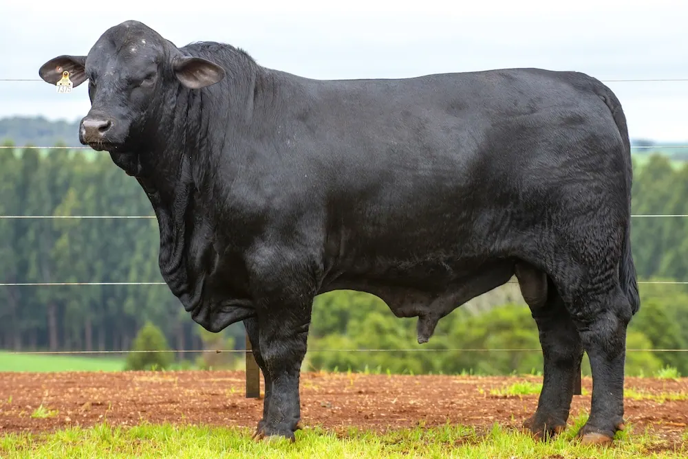 Touro Brangus BR7375, lote 70 do 4º Leilão Genética Guapiara Touros