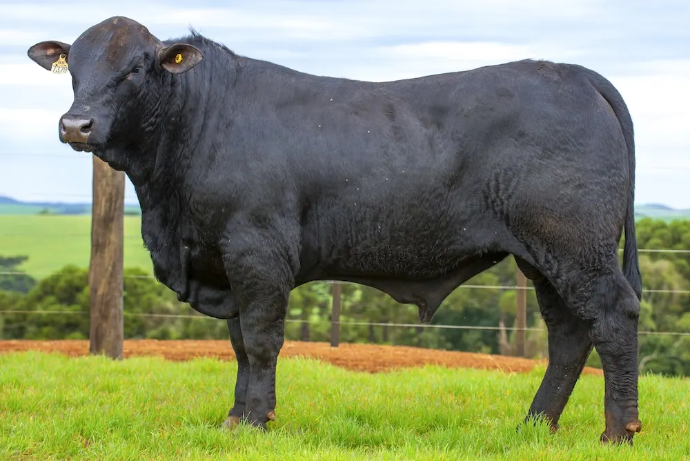 Touro Brangus BR7378, lote 33 do 4º Leilão Genética Guapiara Touros