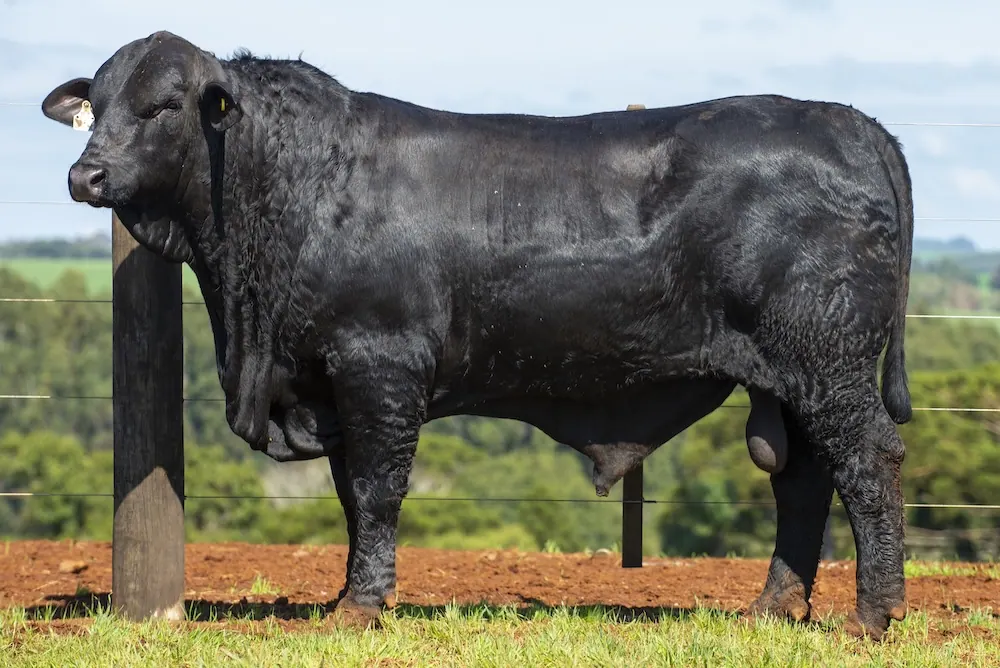 Touro Brangus BZ3938 TE, lote 34 do 4º Leilão Genética Guapiara Touros