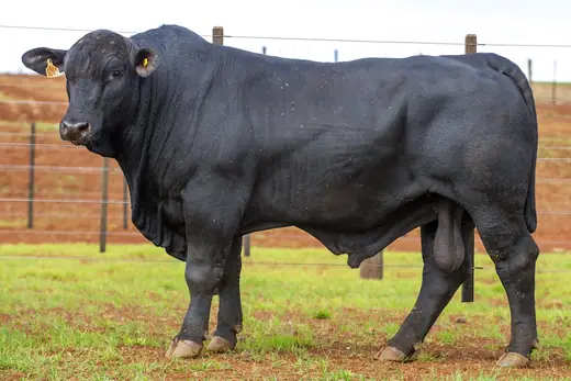 Touro Brangus BZ3942 FIV, Guapiara