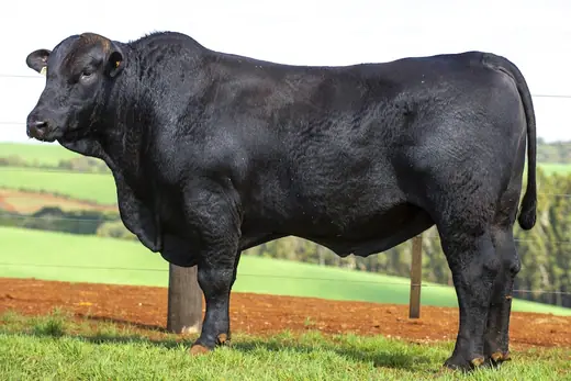 Touro Brangus BZ3952 FIV, Guapiara