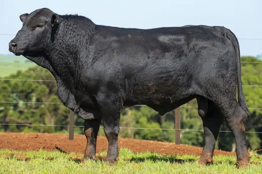 Touro Brangus BZ3956 FIV, Guapiara