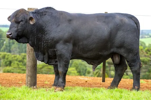 Touro Brangus BZ3979 TE, Guapiara