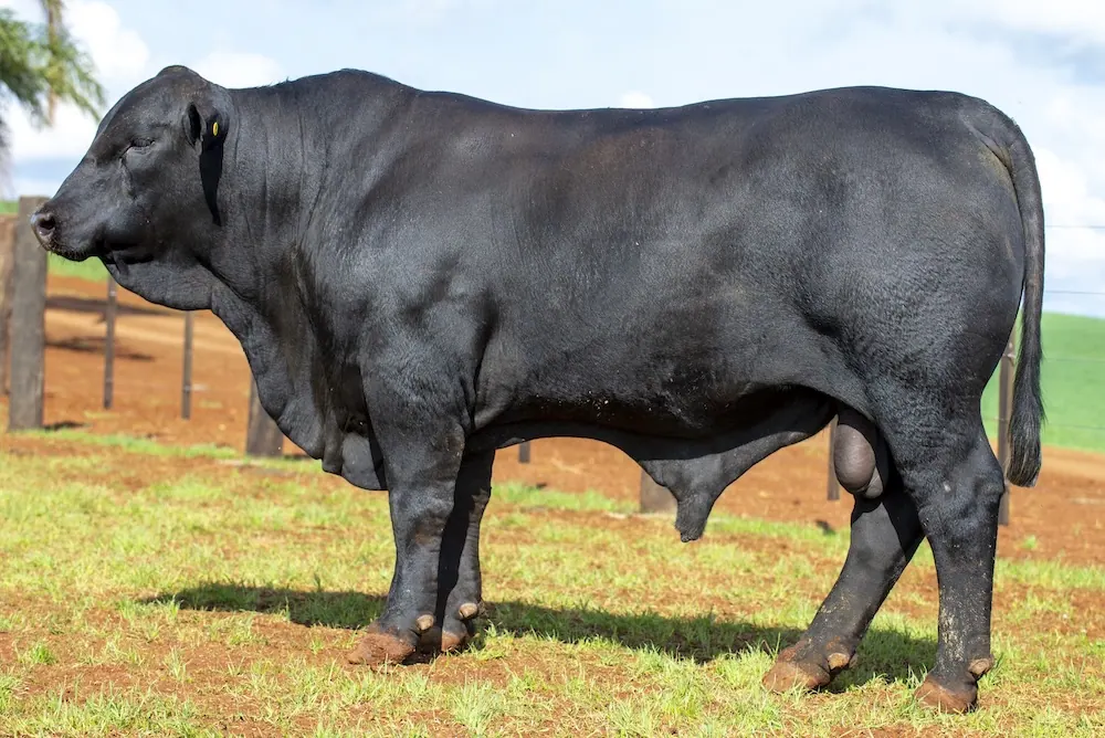 Touro Brangus BZ3995 TE, lote 38 do 4º Leilão Genética Guapiara Touros