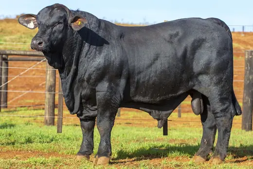 Touro Brangus BZ3998 FIV, Guapiara