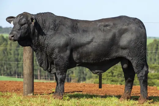 Touro Brangus BZ3999 TE, Guapiara