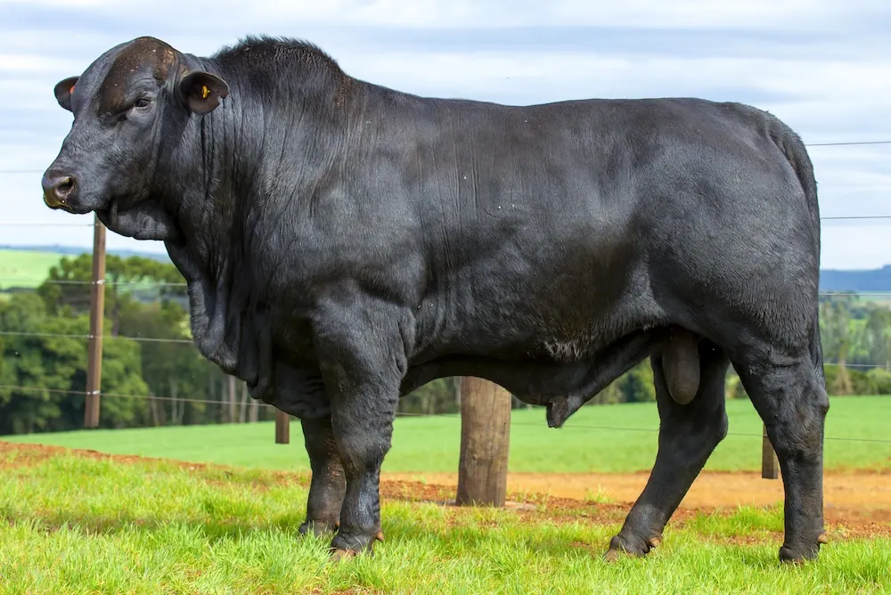 Touro Brangus BZ4002 TE, lote 40 do 4º Leilão Genética Guapiara Touros