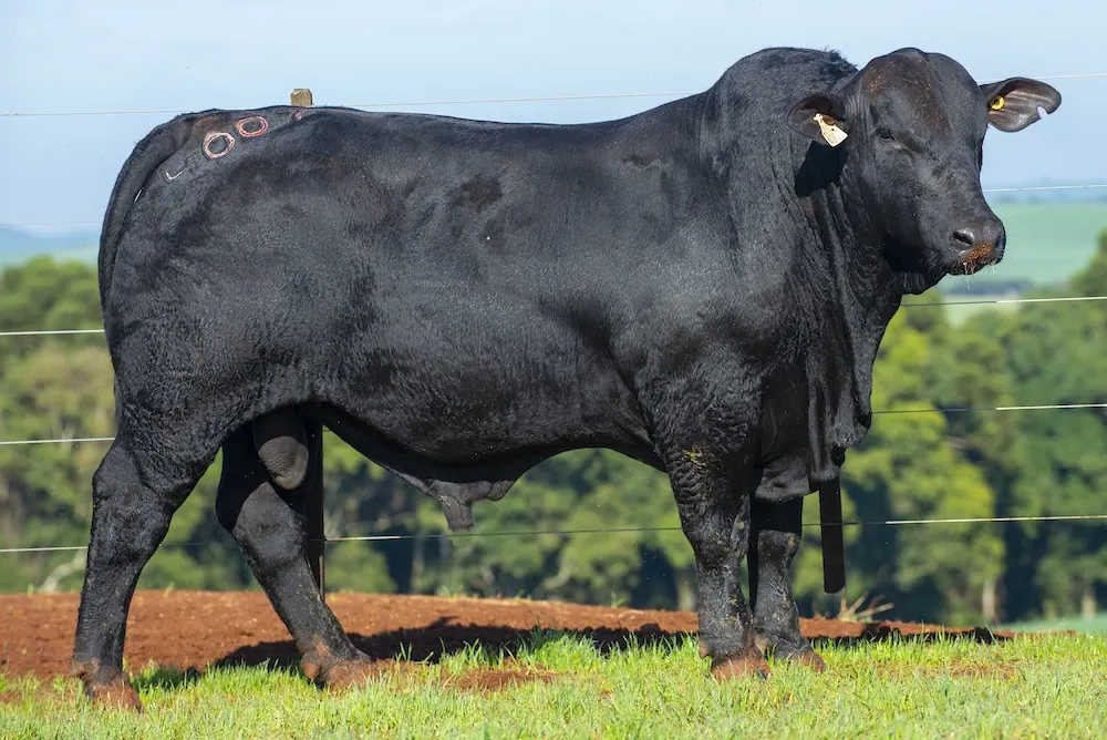 Touro Brangus BZ4007 TE, lote 74 do 4º Leilão Genética Guapiara Touros