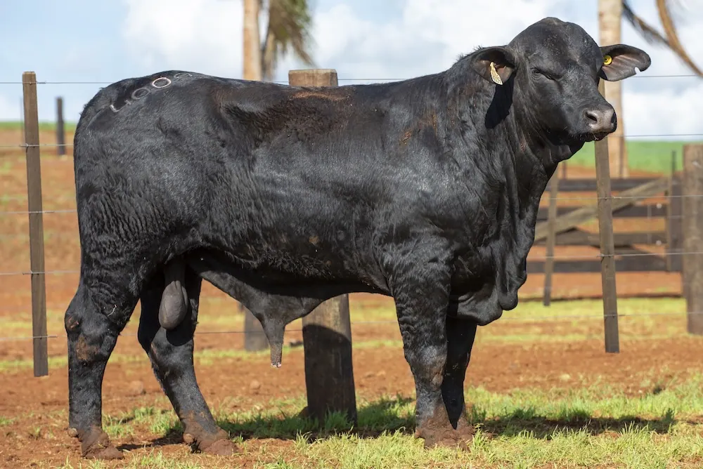 Touro Brangus BZ4009 TE, lote 41 do 4º Leilão Genética Guapiara Touros