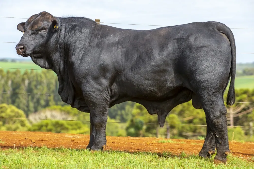 Touro Brangus BZ4013 TE, lote 42 do 4º Leilão Genética Guapiara Touros