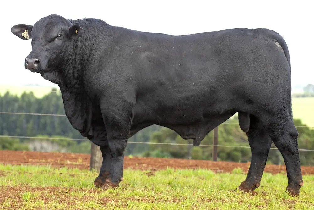 Touro Brangus BZ4038 TE, lote 43 do 4º Leilão Genética Guapiara Touros