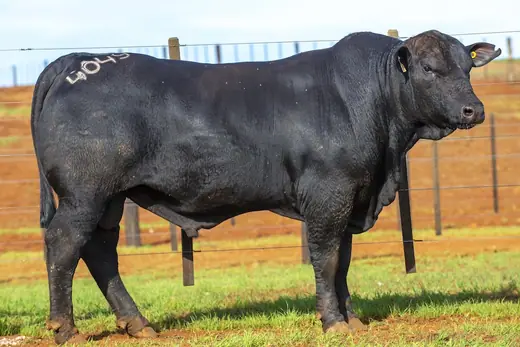Touro Brangus BZ4049, Guapiara