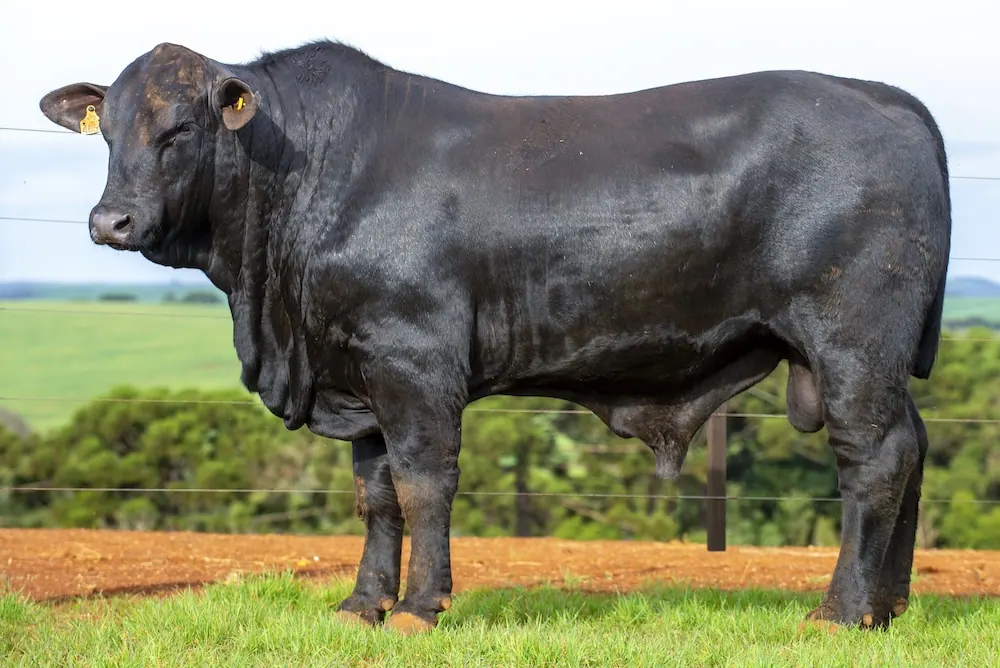 Touro Brangus BZ4057, lote 46 do 4º Leilão Genética Guapiara Touros