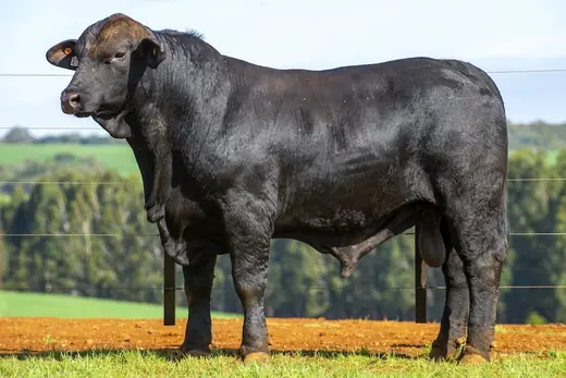 Touro Brangus BZ4065 TE, Guapiara