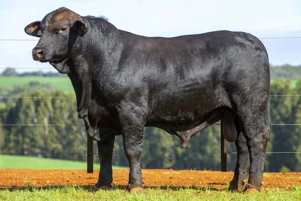 Touro Brangus BZ4065 TE, lote 48 do 4º Leilão Genética Guapiara Touros