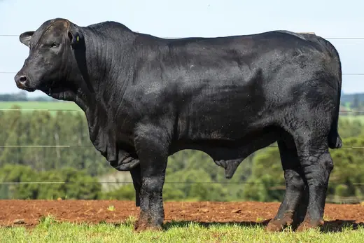 Touro Brangus BZ4074, Guapiara
