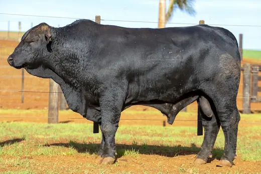 Touro Brangus BZ4076, Guapiara