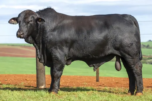 Touro Brangus BZ4087 TE, Guapiara