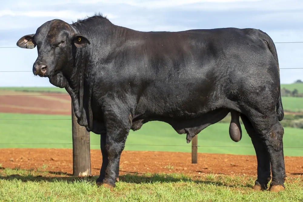 Touro Brangus BZ4087 TE, lote 50 do 4º Leilão Genética Guapiara Touros