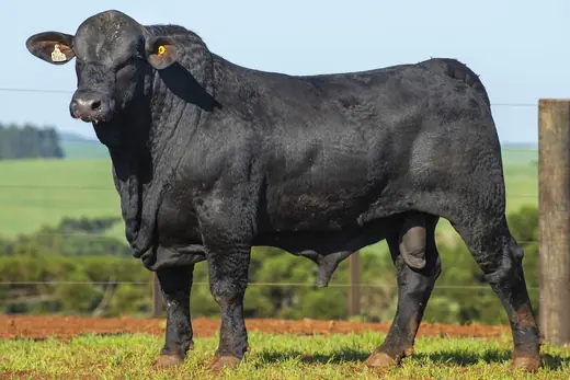 Touro Brangus BZ4088 TE, Guapiara