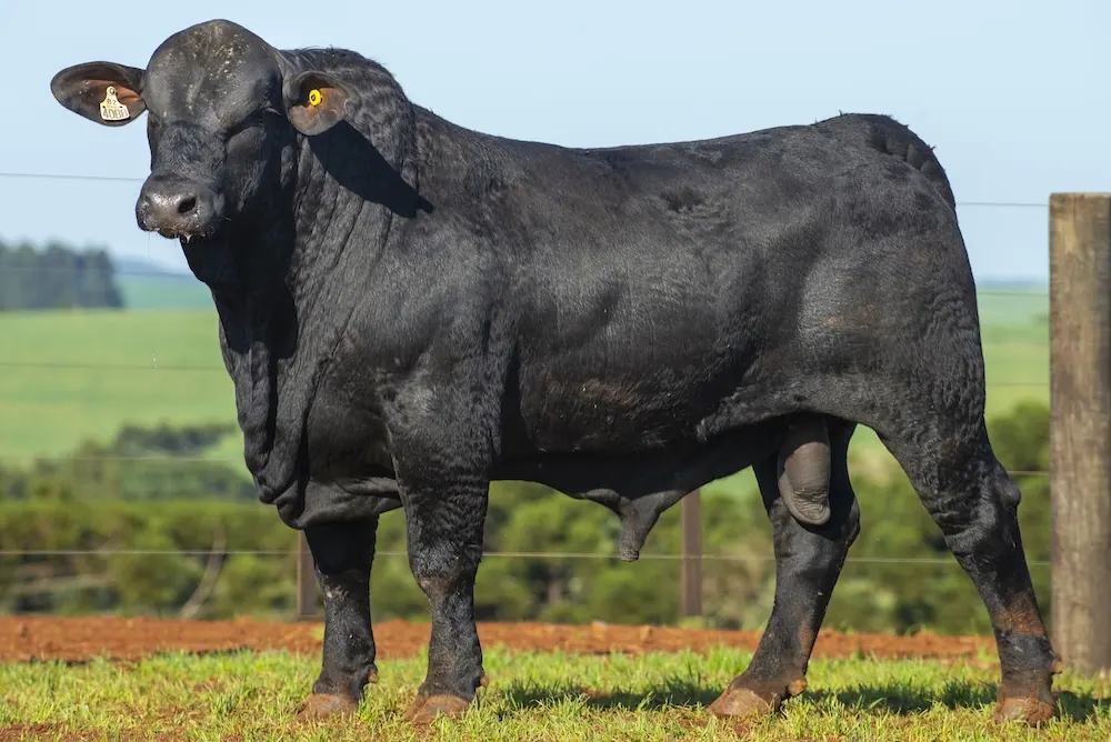 Touro Brangus BZ4088 TE, lote 51 do 4º Leilão Genética Guapiara Touros