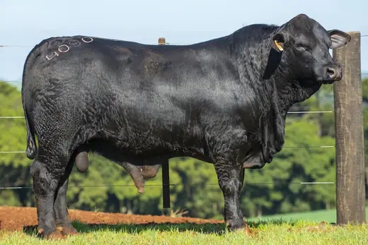 Touro Brangus BZ4090, Guapiara