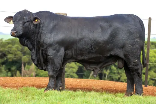 Touro Brangus BZ4100, Guapiara