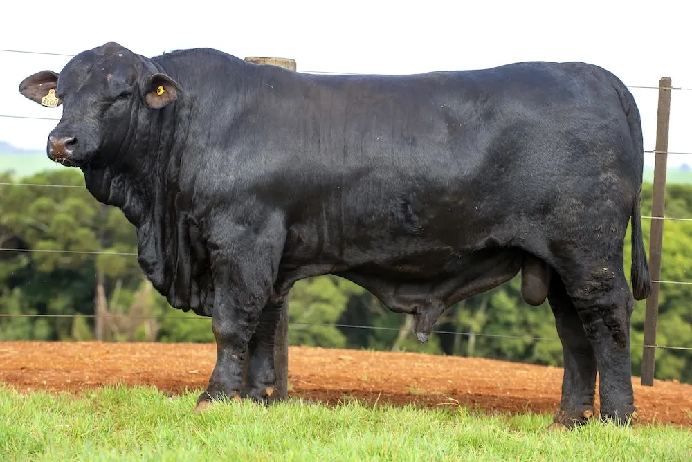 Touro Brangus BZ4100, lote 76 do 4º Leilão Genética Guapiara Touros