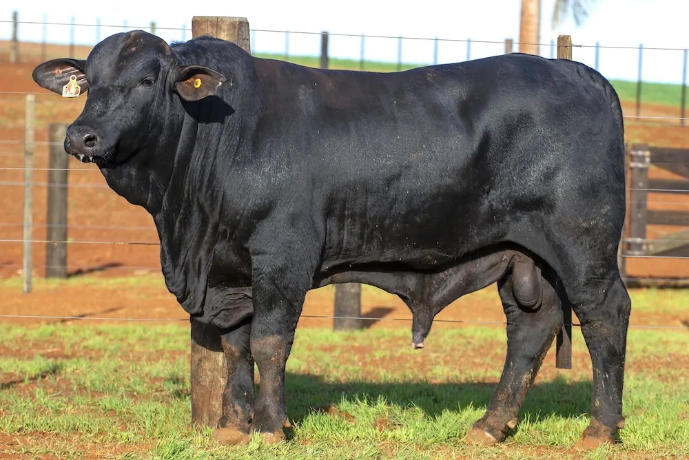 Touro Brangus BZ4102 FIV, lote 53 do 4º Leilão Genética Guapiara Touros