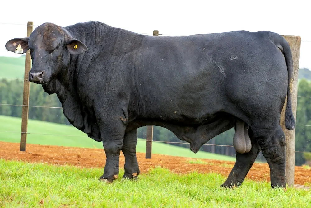 Touro Brangus BZ4106 FIV, lote 54 do 4º Leilão Genética Guapiara Touros