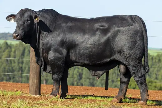 Touro Brangus BZ4109 FIV, Guapiara