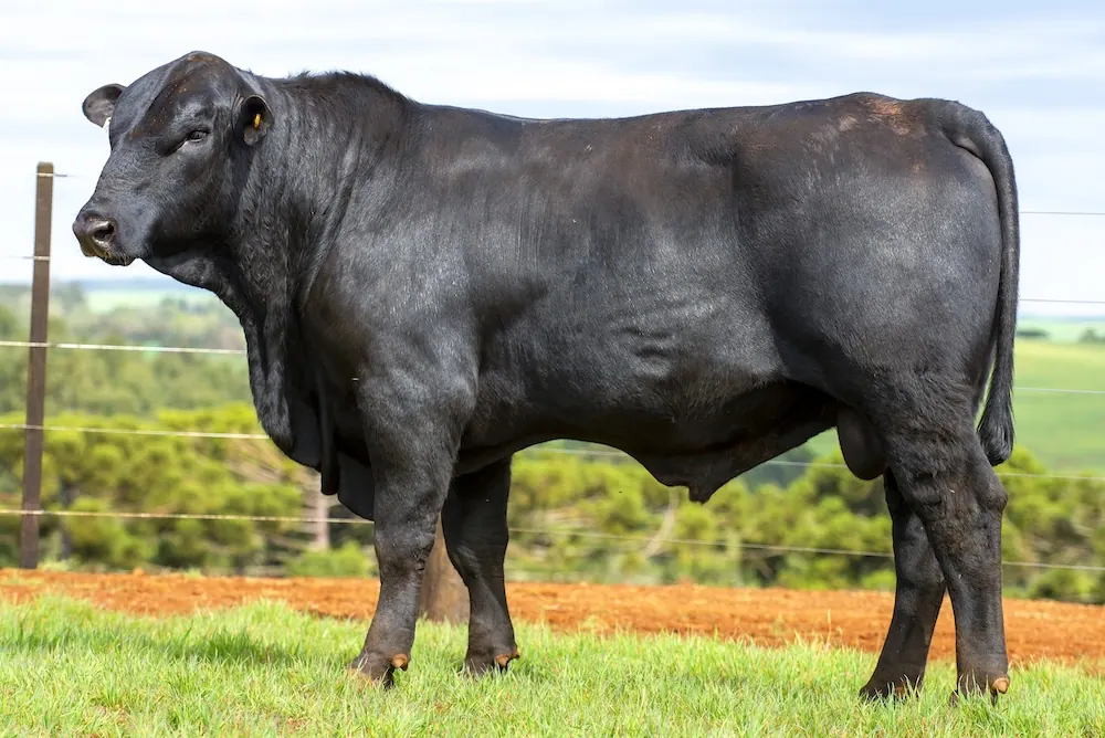 Touro Brangus BZ4110 FIV, lote 56 do 4º Leilão Genética Guapiara Touros