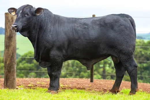 Touro Brangus BZ4111 FIV, Guapiara