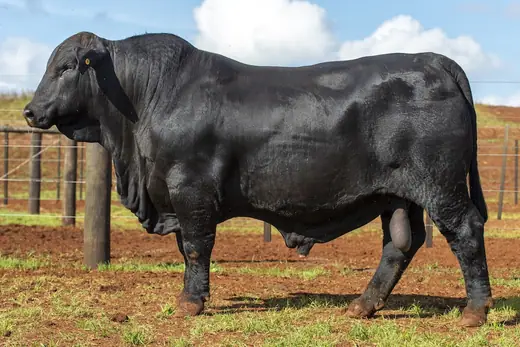 Touro Brangus BZ4114 FIV, Guapiara