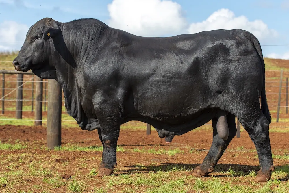 Touro Brangus BZ4114 FIV, lote 77 do 4º Leilão Genética Guapiara Touros